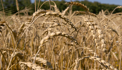 Цены на пшеницу снижаются