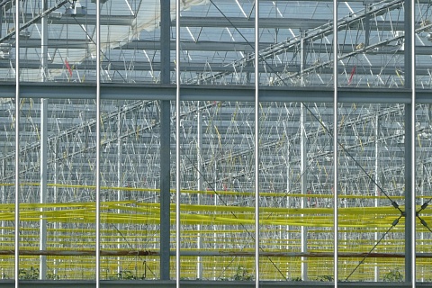 Первый в Бурятии современный тепличный комплекс будет запущен в 2026 году