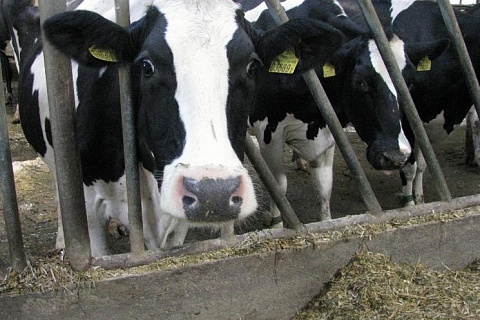 «Русмолко» увеличит производство молока на треть