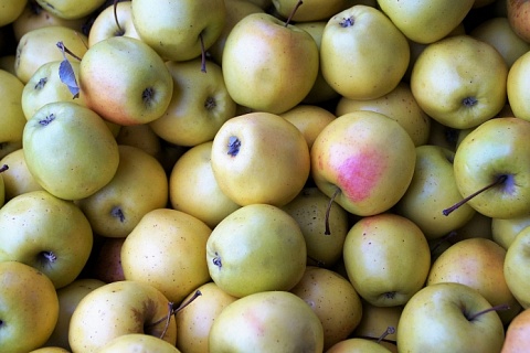 Снижение производства яблок приведет к росту цен