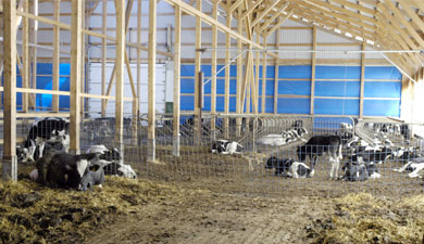 В Нижегородской обл. построят 15 молочных ферм