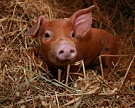 Россия будет экспортировать свинину в КНДР