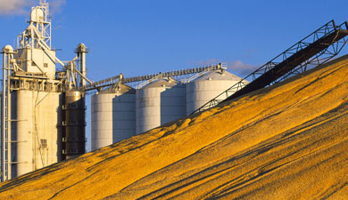 На Алтае обеспокоены ситуацией на рынке зерна