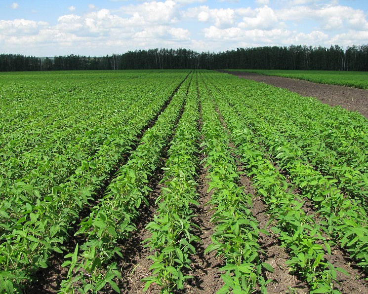 Инвестиции в растениеводство сокращаются четвертый год подряд 