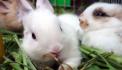 В Смоленской обл. появилась ферма по разведению кроликов