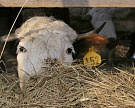 В Тюмени германский скот поставлен на карантин