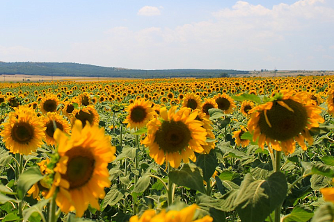 ИКАР: в России завершается крупнейший этап инвестиций в переработку масличных