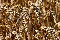 Торги интервенционным зерном приостановлены