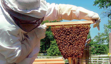 В США определили причину коллапса пчелиных колоний