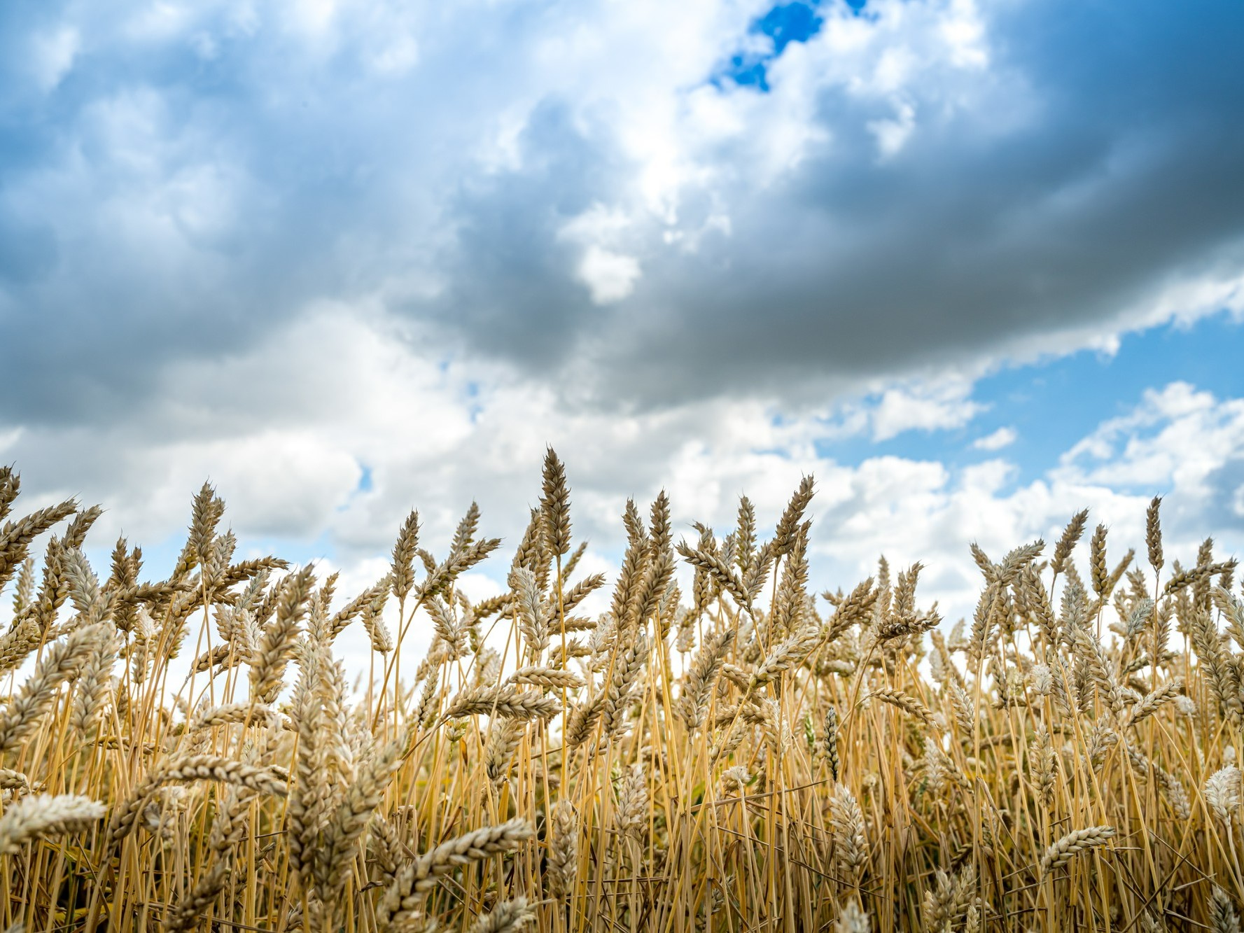 Минсельхоз США: Россия может установить новый мировой рекорд экспорта пшеницы