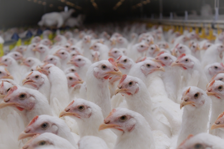 Вопрос временного запрета экспорты мяса птицы обсудят в середине ноября