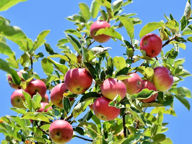 Эксперты «Августа» рассказали, в каких условиях созревает урожай самого популярного отечественного фрукта