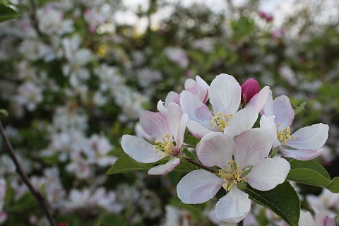 В ряде регионов продолжается цветение яблонь