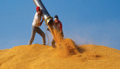 Курские власти хотят в 2012 г. увеличить мощности хранения зерна до 4 млн т