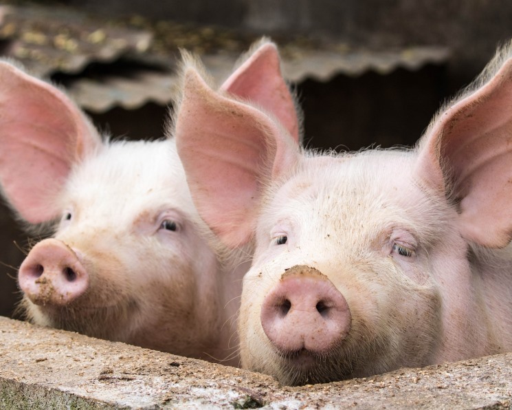 Россельхознадзор утвердил ветеринарный сертификат на поставку российской свинины в Китай