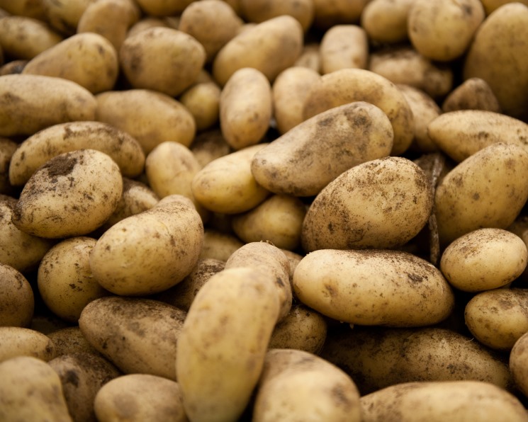Экспорт картофеля в первом квартале увеличился