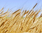 ИКАР: урожай зерна может превысить 116 млн тонн