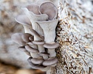 «Биогрин» будет выращивать экзотические грибы