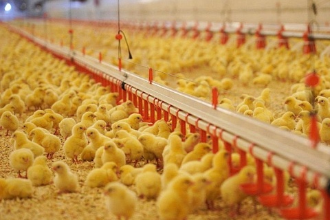 «Продо» начала модернизацию птицефабрики в Омской области