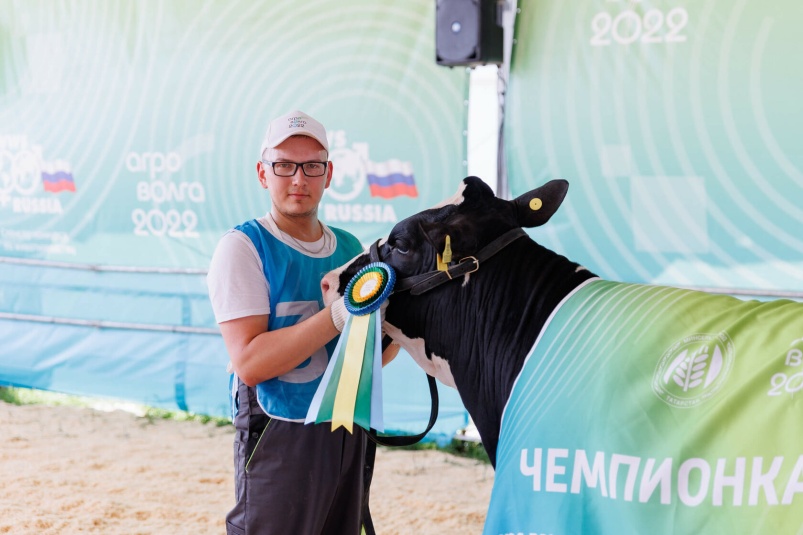 «Краса Агроволги» — конкурс красоты среди коров пройдет в Казани