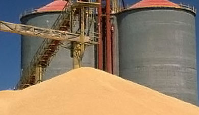 Россия вывезет минимум 16?18 млн т зерна