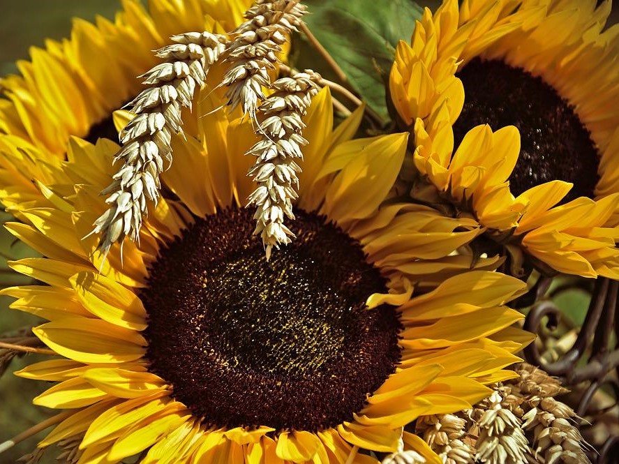 Минсельхоз: нужно сократить сроки создания новых сортов и гибридов растений до двух-трех лет