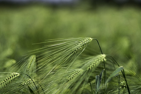 За восемь месяцев сельхозпроизводство выросло на 4,6%