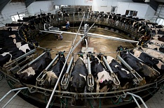 «ЭкоНива» вышла на производство тысячи тонн молока в сутки