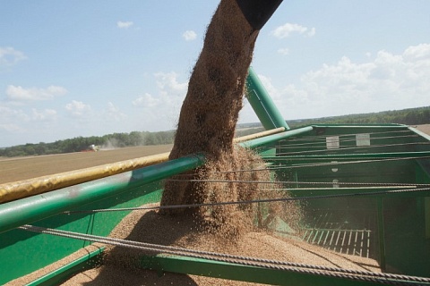 Аналитики повысили оценку сбора зерна в этом году