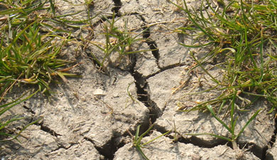 Оценка ущерба от засухи повышена до 37,5 млрд руб.