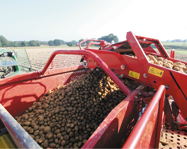 Картофельная дилемма: как сохранить рентабельность при производстве картофеля