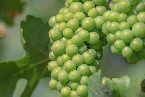 «Абрау-Дюрсо» увеличила сбор винограда на 25%