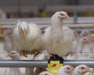 Челябинская ГК "Здоровая ферма" ввела линию убоя птицы