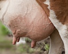 Открыт биологический способ лечения коров