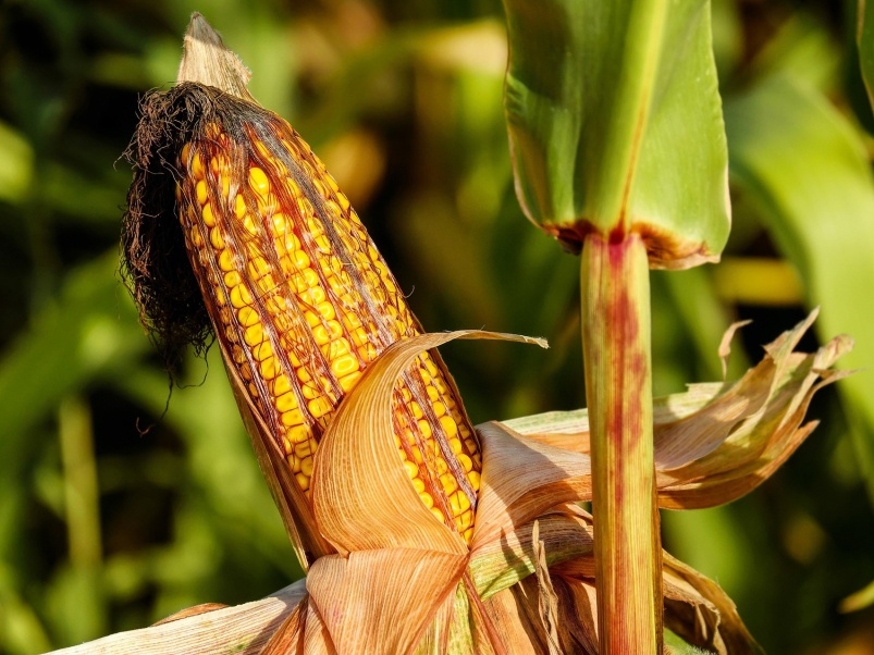 Объем поставок гибридов кукурузы Ладожские на Дальний Восток вырос почти втрое