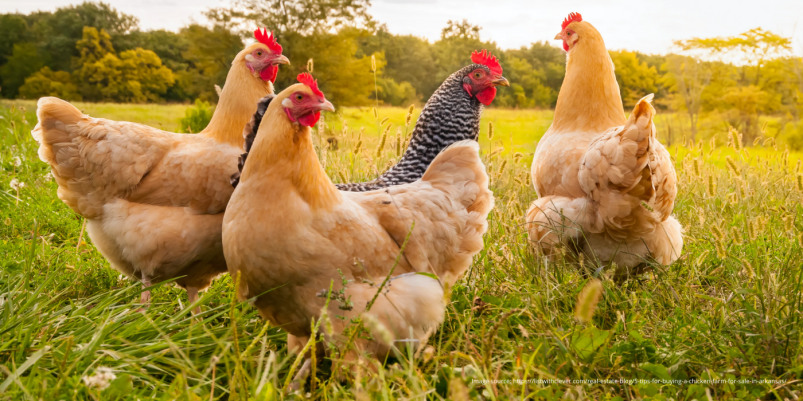 Новый метаанализ компании Alltech продемонстрировал улучшение продуктивности кур, качества яйца и снижение влияния производства яйца на окружающую среду