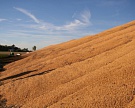 «Разгуляй» может возобновить экспорт зерна