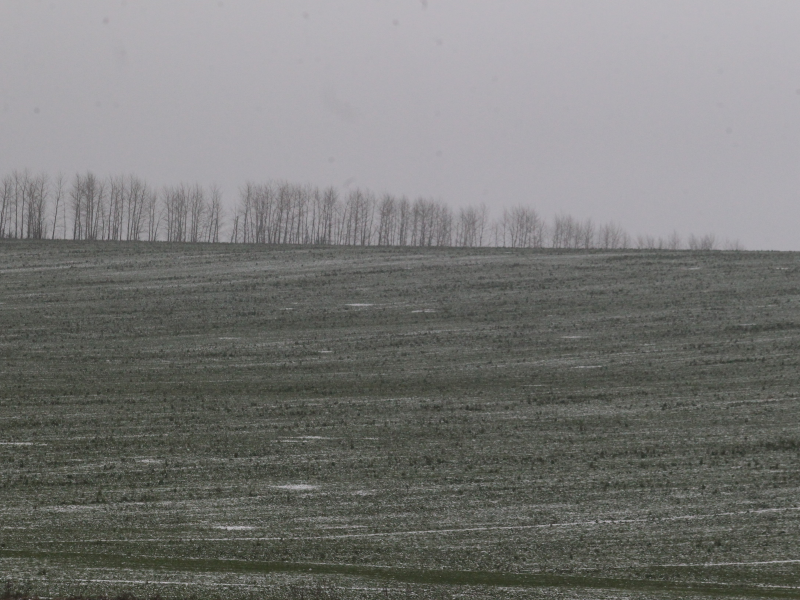 НСА: погода существенно увеличила риски для озимых и ярового сева