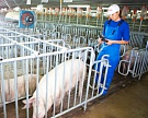Племенной центр «Талины» заселил 1200 свиней