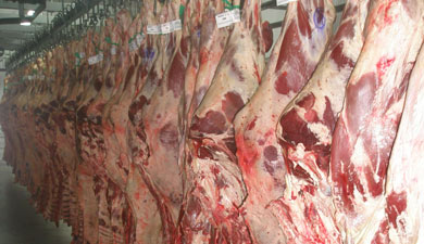 Тамбовская обл. направит более 1,1 млрд руб. на мясное скотоводство