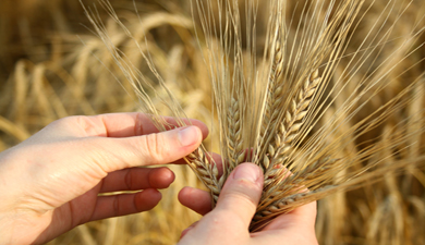 Продовольственная пшеница подросла в цене