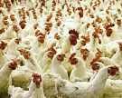 «Амурский бройлер» уничтожил 1 млн птиц из-за подозрений на птичий грипп