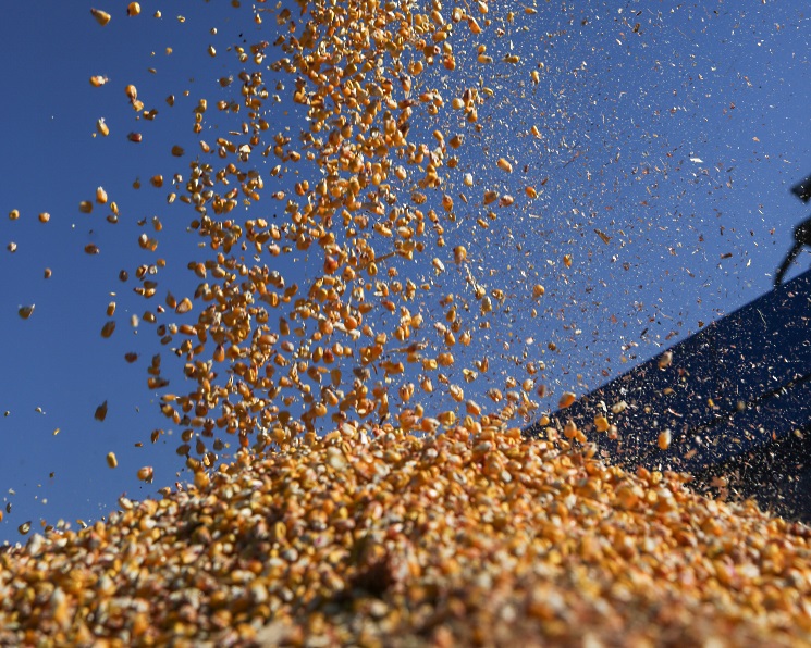 В 2023 году импорт семян кукурузы может снизиться на 40%