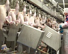 Индия защитит рынок от куриного мяса из США