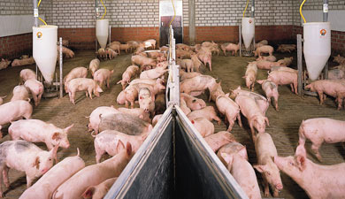 Масштабируют свиней