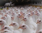 «Черкизово» планирует в 2,5 раза нарастить экспорт мяса в 2017 году