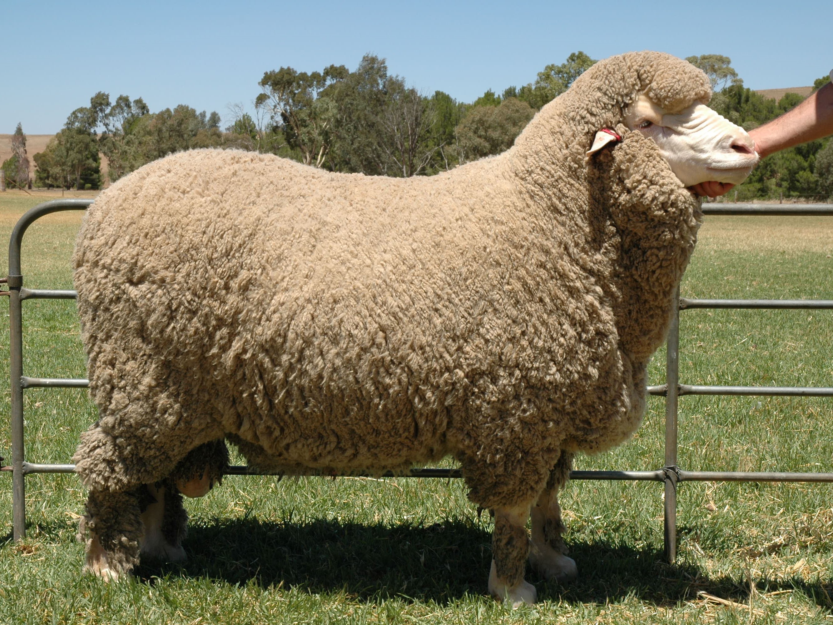 Правительство утвердило план развития глубокой переработки овечьей шерсти