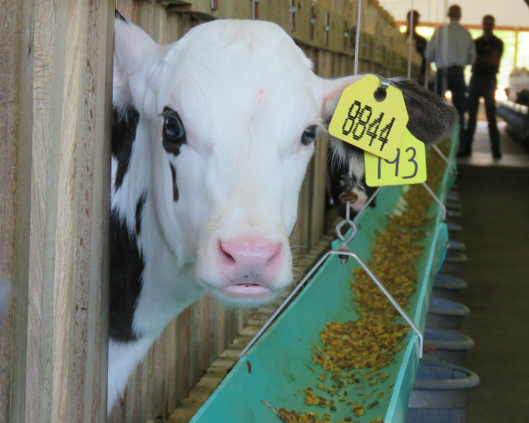 Запрет на импорт кормовых добавок из Нидерландов может оставить российских коров без средств борьбы с микотоксинами