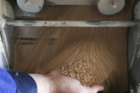 Экспортные цены на пшеницу продолжили падать