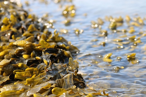 В Карелии будет развивать переработку бурых водорослей